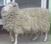 schaf in exstase